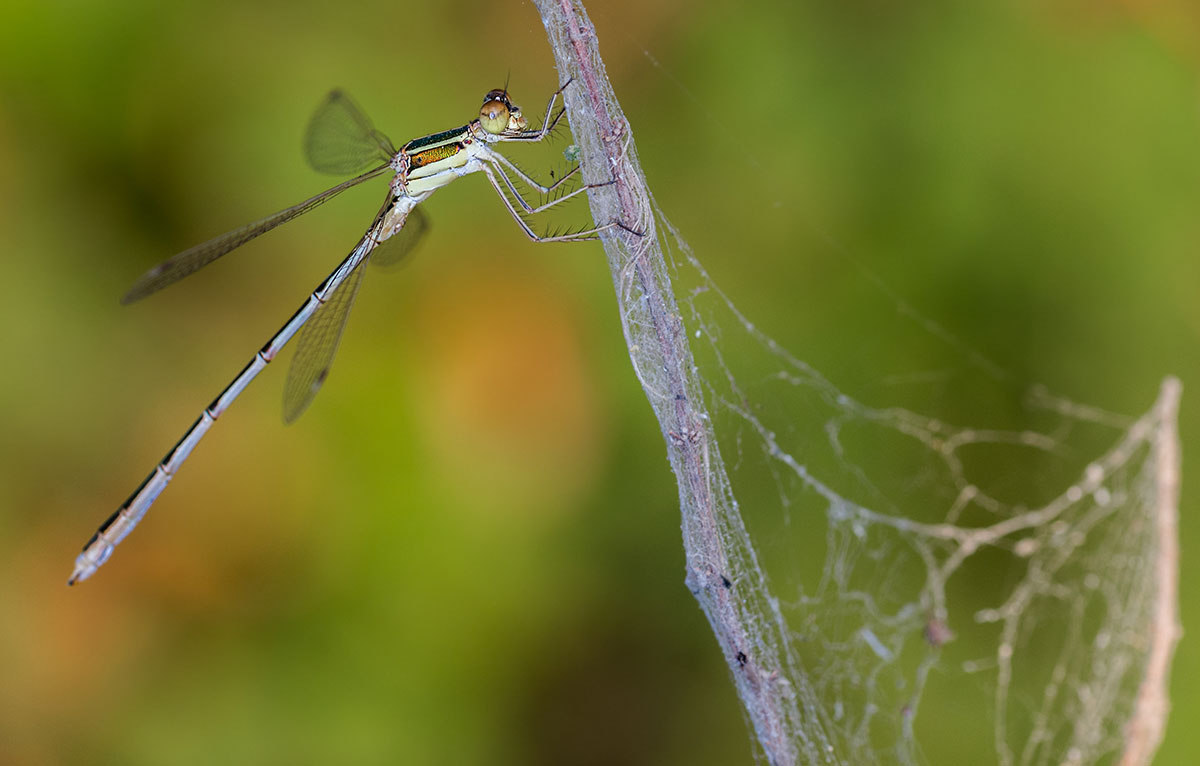 Eine Forschungsinitiative zur Veränderung der Insektenfauna in der Schweiz