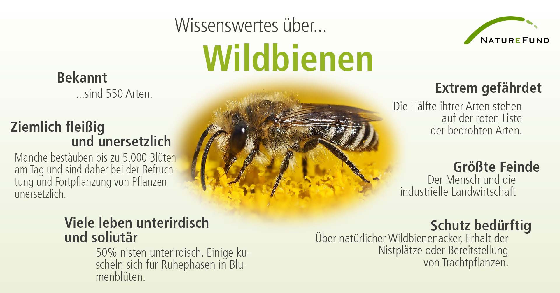 Bodennistende Wildbienen als «Ingenieure» des Ökosystems Boden