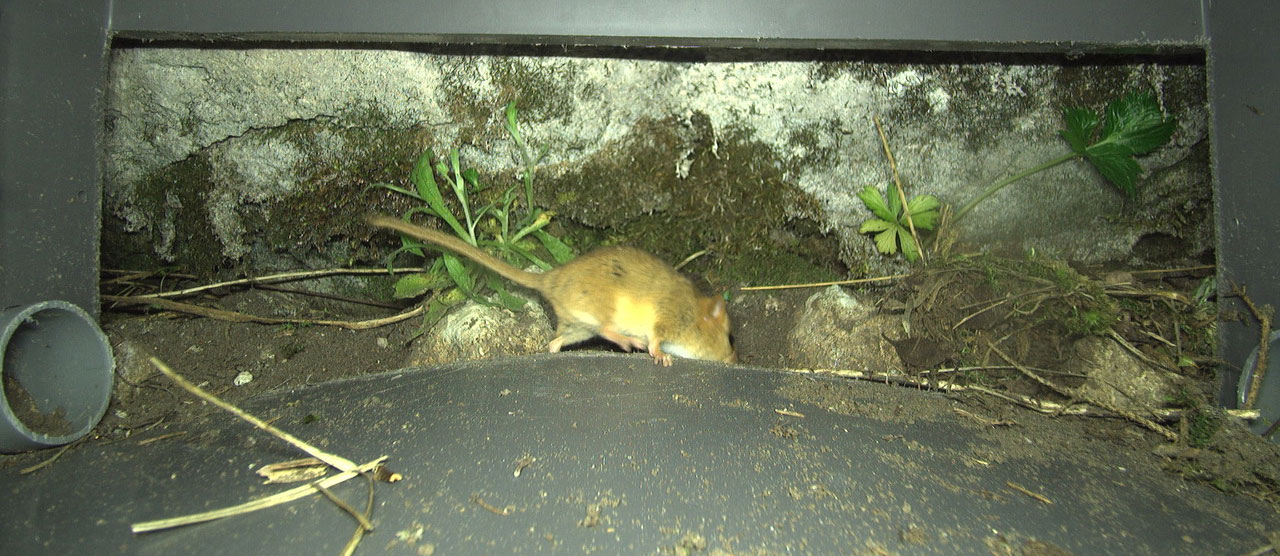 Die 100. wildlebende Säugetierart der Schweiz entdeckt