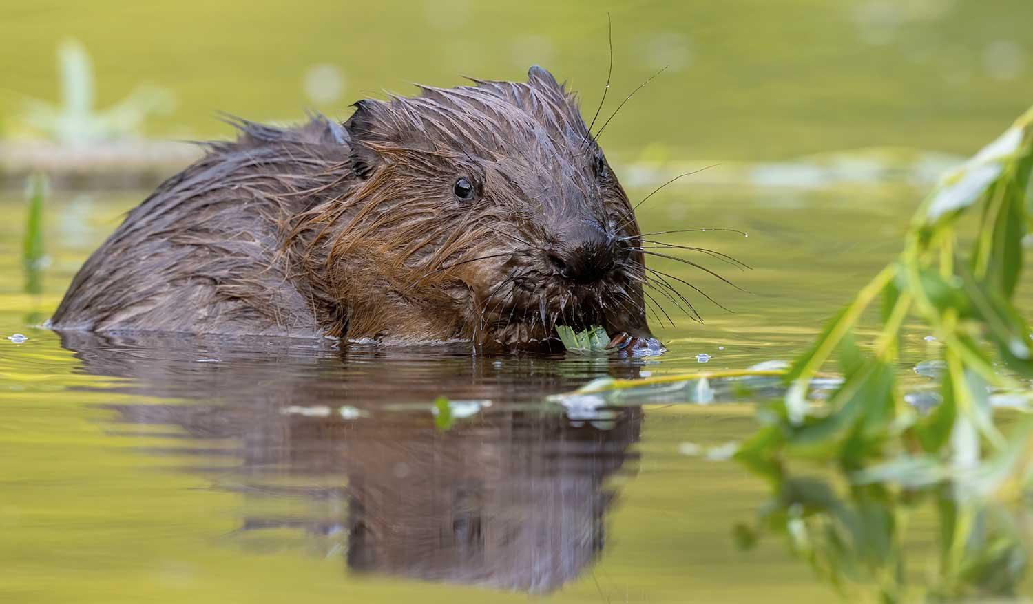 Petition gegen geplante Biber-Abschüsse gestartet